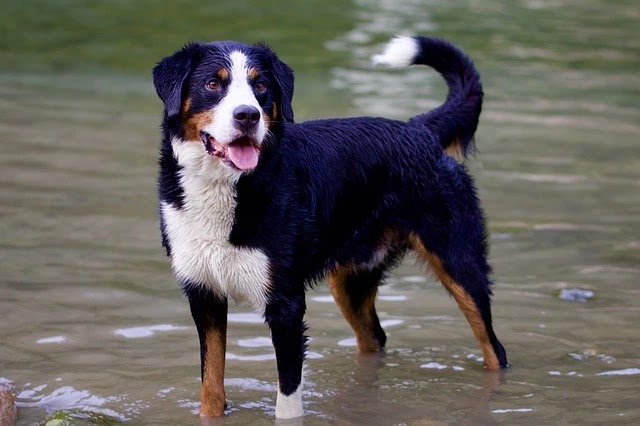 كلب جبل البرنيزالسويسري صفاته واسعاره وتاريخة وتغذيته