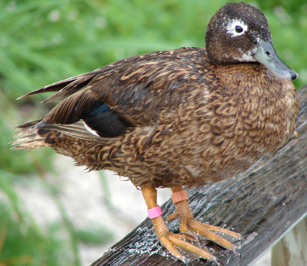 duck disease, diseases of duck