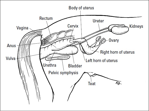 Female Horse Reproductive System Diagram