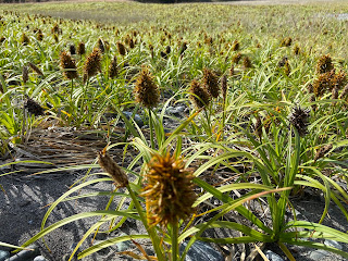 An area covered with big head sedge, Carex macrocephala, on Henry Island.