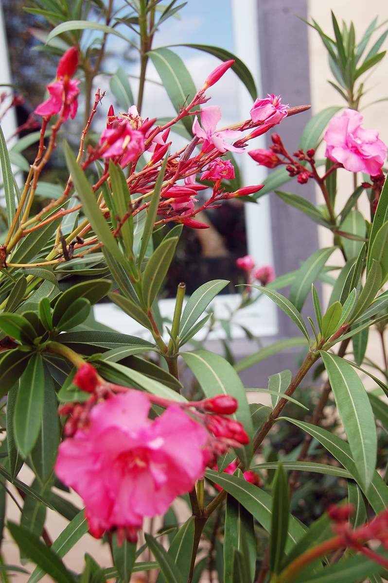 Alltagstaugliche Tipps Pats nützliches Sammelsurium! Zierpflanze des