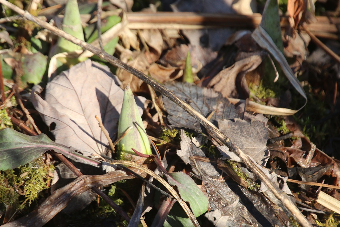 Michigan Exposures: Catching some Skunk Cabbage