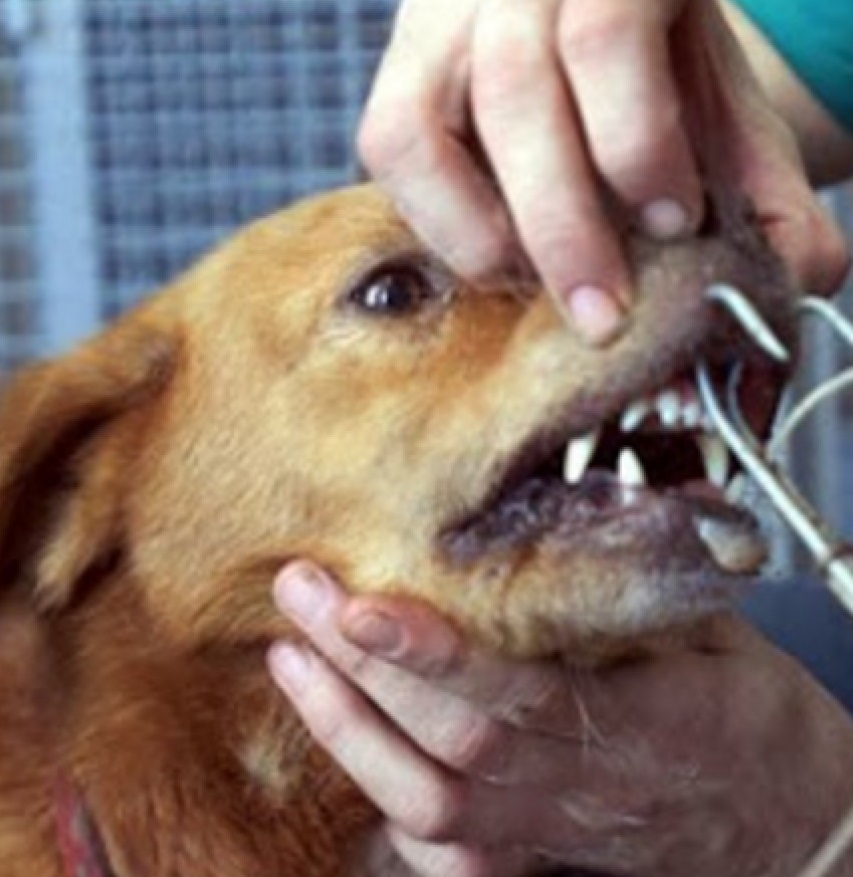 Stop dogs from being used as bait to catch sharks by cruel fishermen!