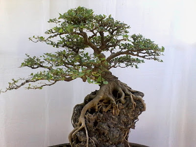 Gambar Bonsai Phusu Bulu