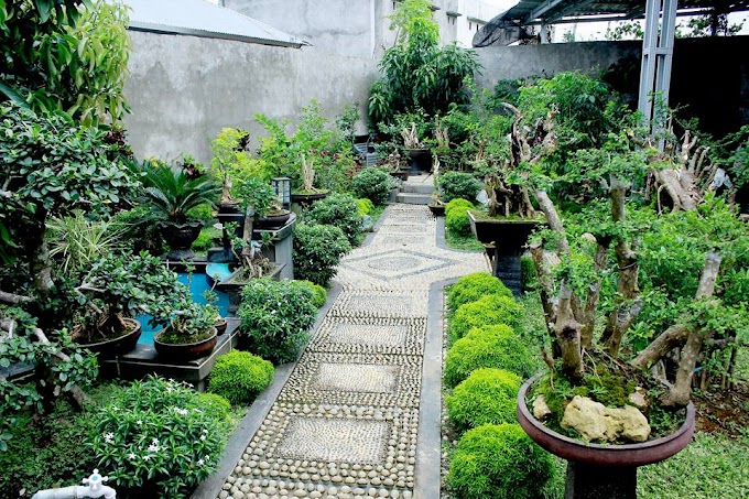 PENGGUNAAN DAN CAMPURAN MEDIA TANAM BONSAI DI  POT YANG BAIK