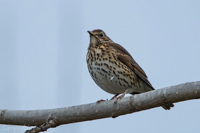 Tord comú (Turdus philomelos)