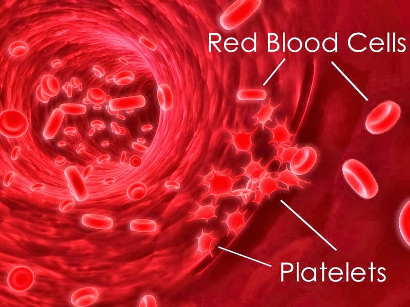 Image result for blood platelets