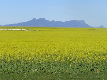 Canola and the Ranges
