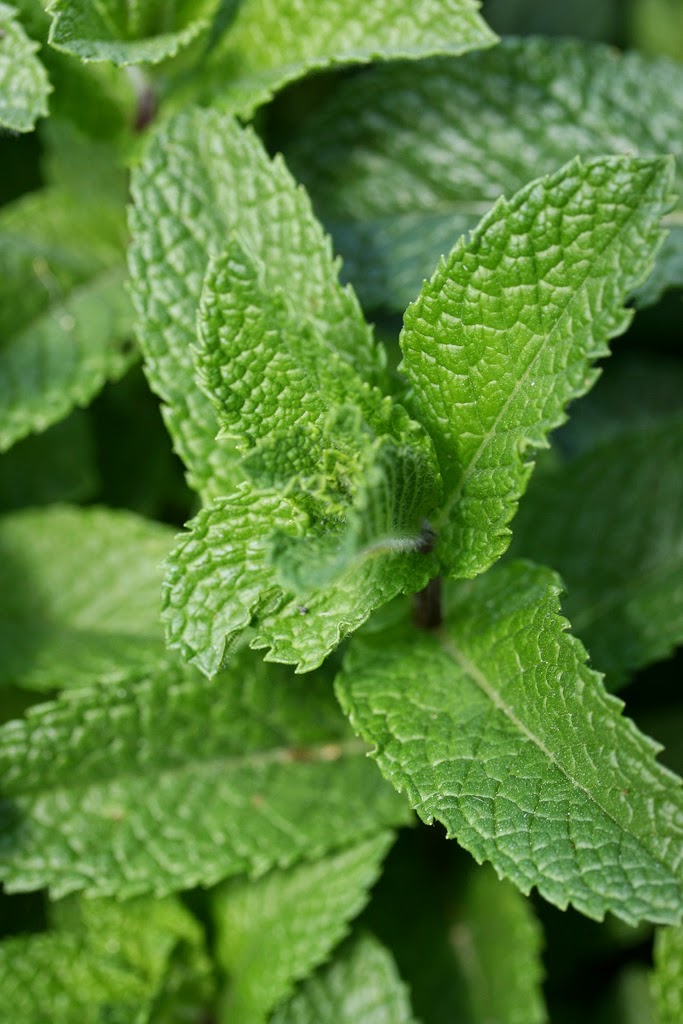 Strong and Beyond: Health Benefits of Mint