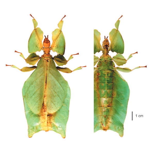 Species New to Science [Entomology • 2015] Phyllium (Pulchriphyllium