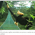 Macacos na Costa Rica estão ficando amarelos