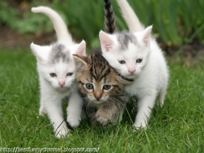 Three kittens.