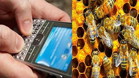 Los teléfonos celulares podrían estar matando a las abejas