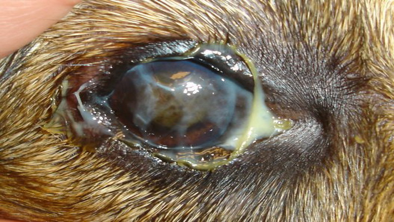 Understanding Dog Eye Infections Eye Problems