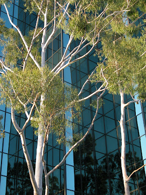 Places and Spaces: I am the Lorax. I speak for the trees.