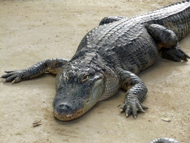 alligator bay