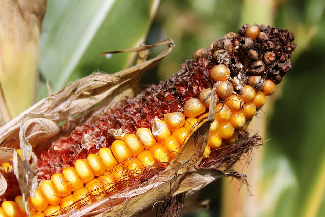 Maize diseases and management