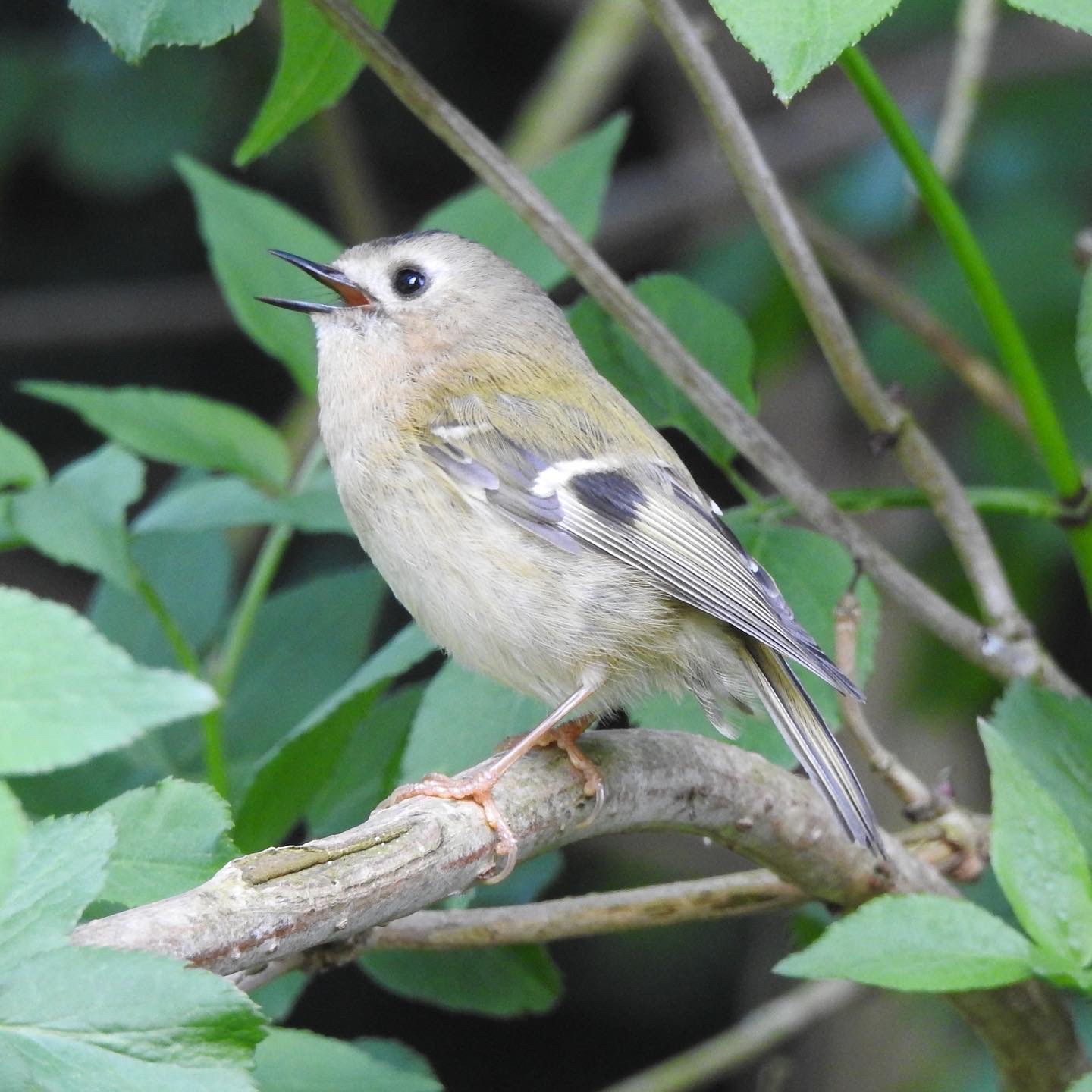 Out4aduck A record of my birding year Nikon P900 Is it the