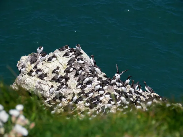 Day trip to Ireland's Eye Island - guillemots on a rock