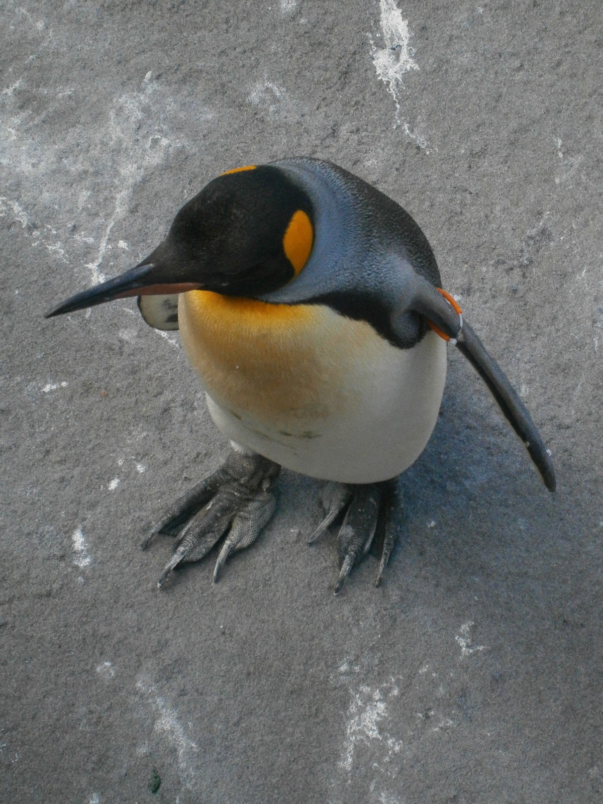 The Scottish Ramblings of an English Lass: Penguins rock at Edinburgh Zoo!