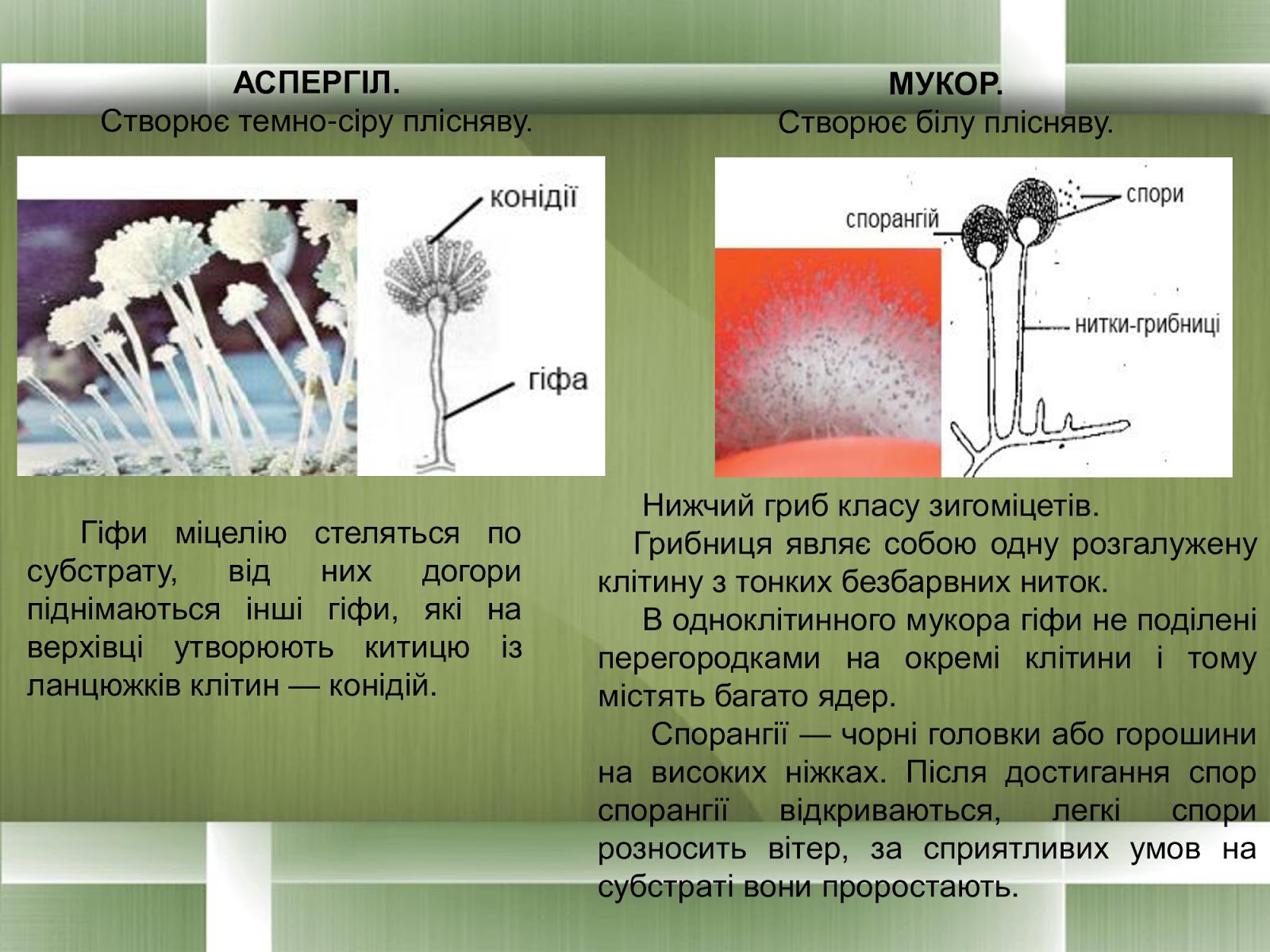 Размножение мукора. Цикл развития гриба мукора. Зигоспоры мукор. Строение и цикл развития мукора. Гриб мукор жизненный цикл.