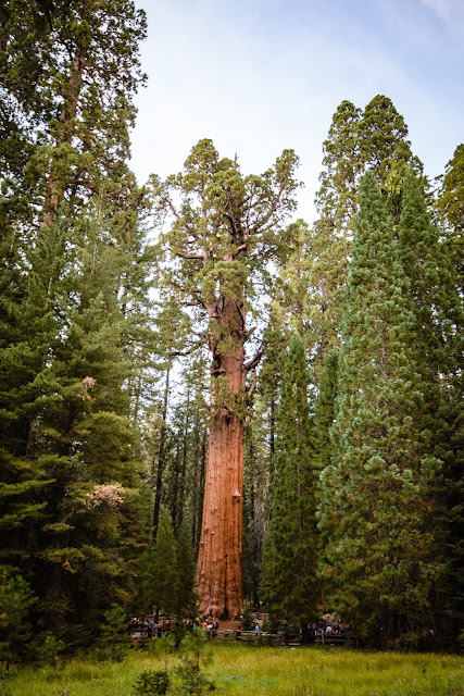 Sequoia Trees