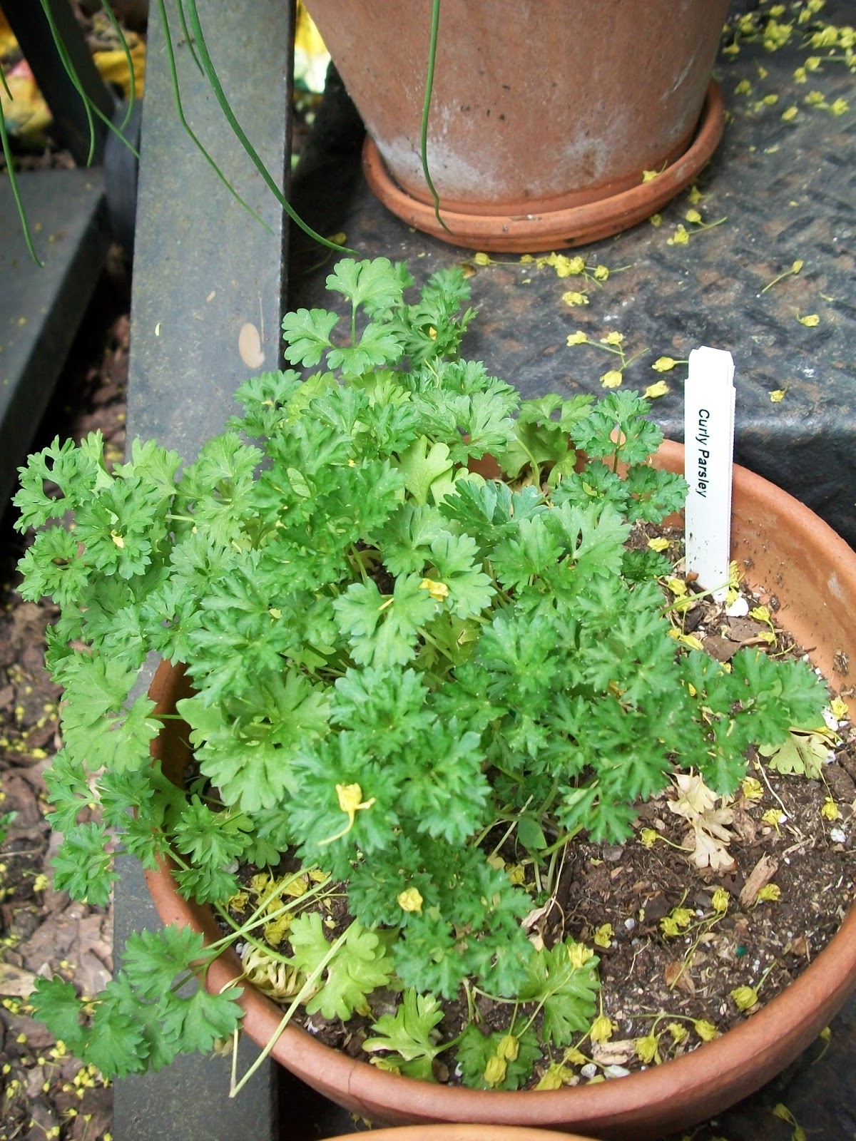 Bloom Where You're PlantedUrban Gardening in Philly Future