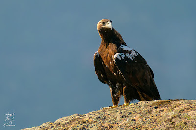 Águila imperial ibérica (Aquila adalberti)