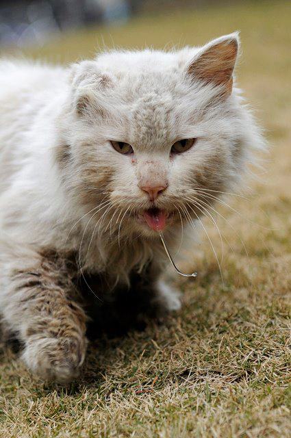 Gambar Kucing Cat Puterablog Mahal Hidup Merempat Ditepi 