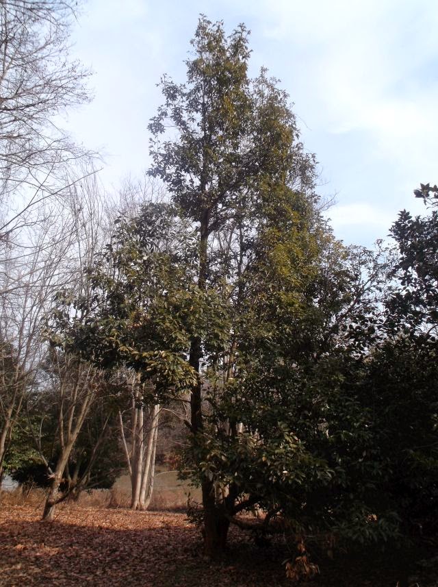 Future Plants by Randy Stewart: Lithocarpus - Tanoak