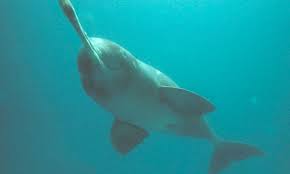 Picture 7: White-rumped porpoise, also known as Dole porpoise