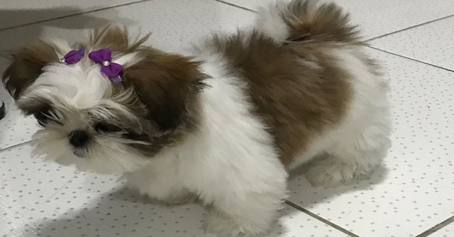 Qual é o preço de um Shih Tzu?
