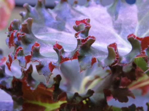 Philadelphia Flower Show 2015- begonia lettuce leaf