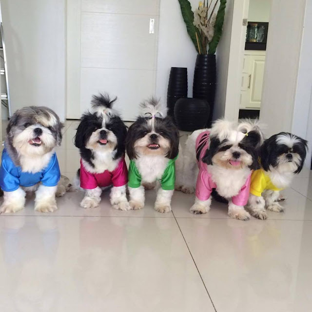 ensinar o shih tzu em a ficar sozinho