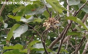 बरसात गई नहीं की फूलने लगी महुआ के फूल।mahua full