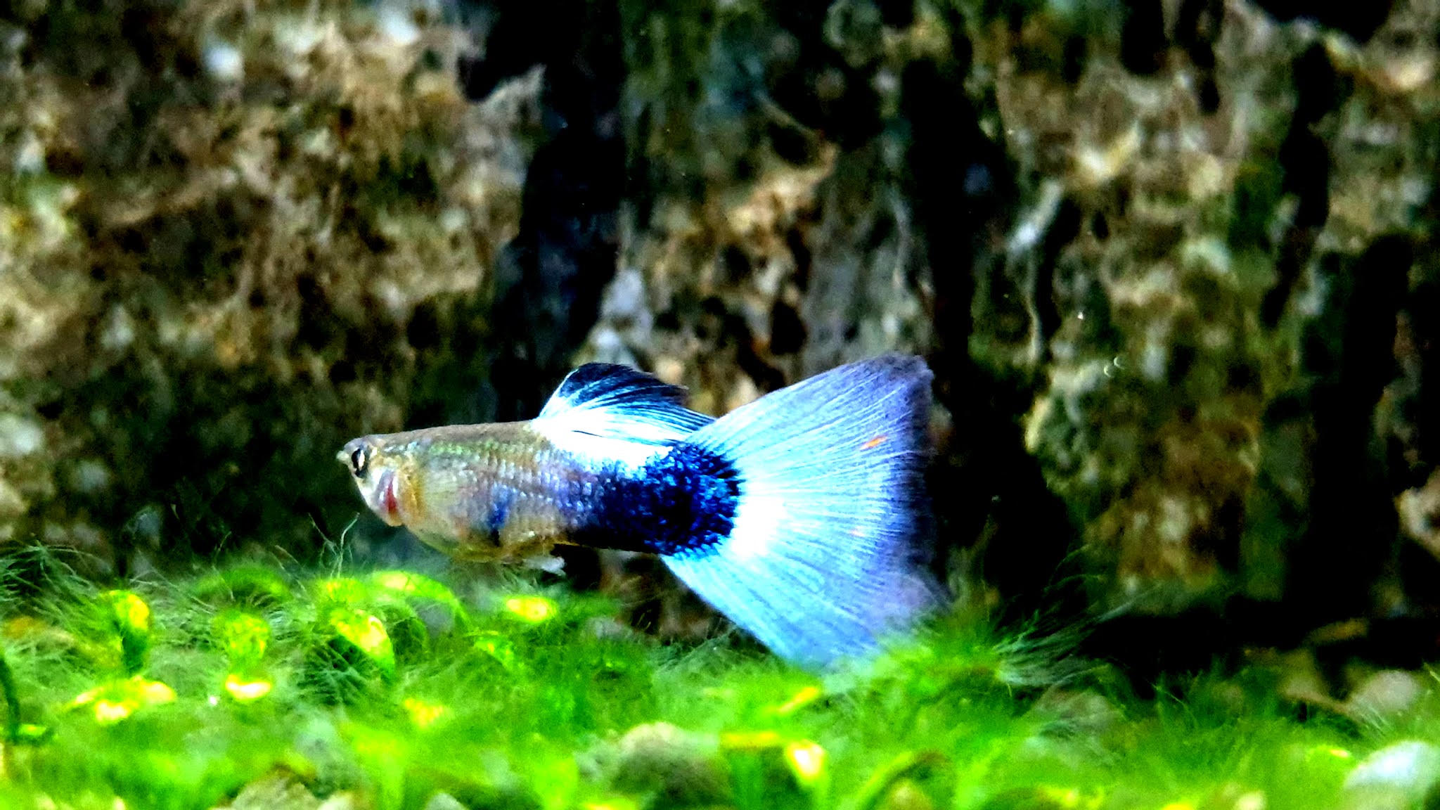 Guppy Fish 4K Ultra HD Wallpapers / Backgrounds