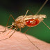 Sul da Bahia, confirma caso de malária