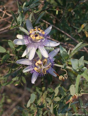 Pasionaria (Passiflora mooreana)