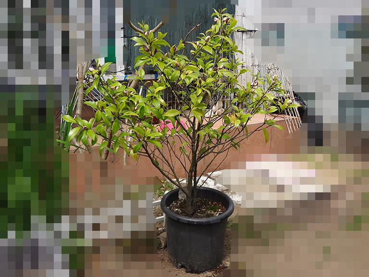 カラタネオガタマ ポートワイン 庭の草木17