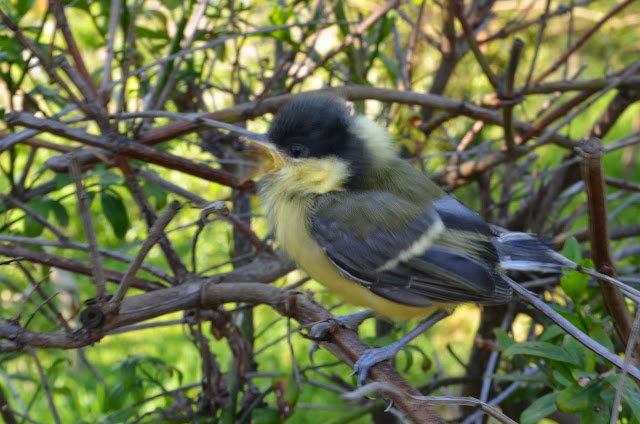 Sezay ÖZBAL: HOŞ GELDİN KÜP BEBEK