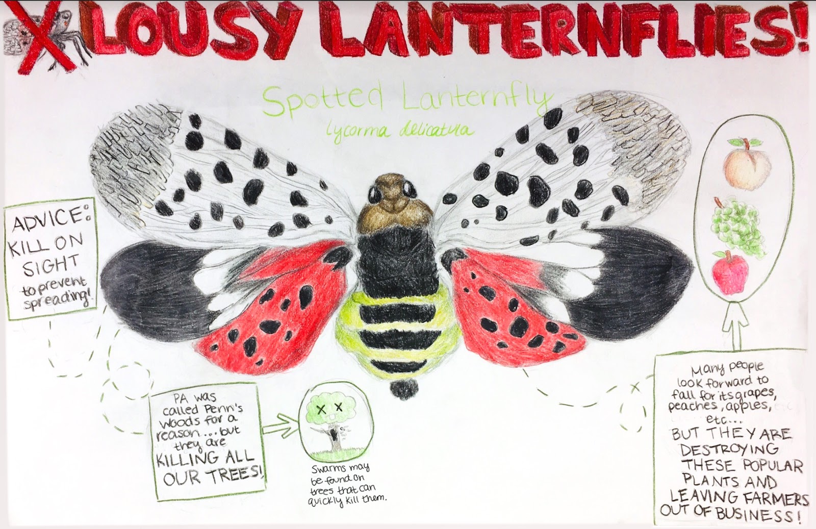 Pa Environment Digest Blog Agriculture Dept Invites Pennsylvania Students To Help Fight Spotted Lanternfly By Entering Calendar Contest