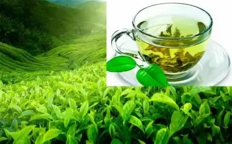 Green Tea Health Benefits – Reasons You Should Drink Green Tea Regularly Green Tea Health Benefits – Reasons You Should Drink Green Tea Regularly