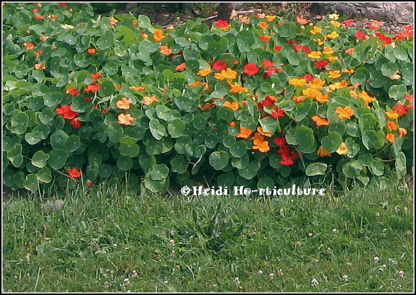 Heidi Horticulture Cold (Frost) Tolerant Annuals