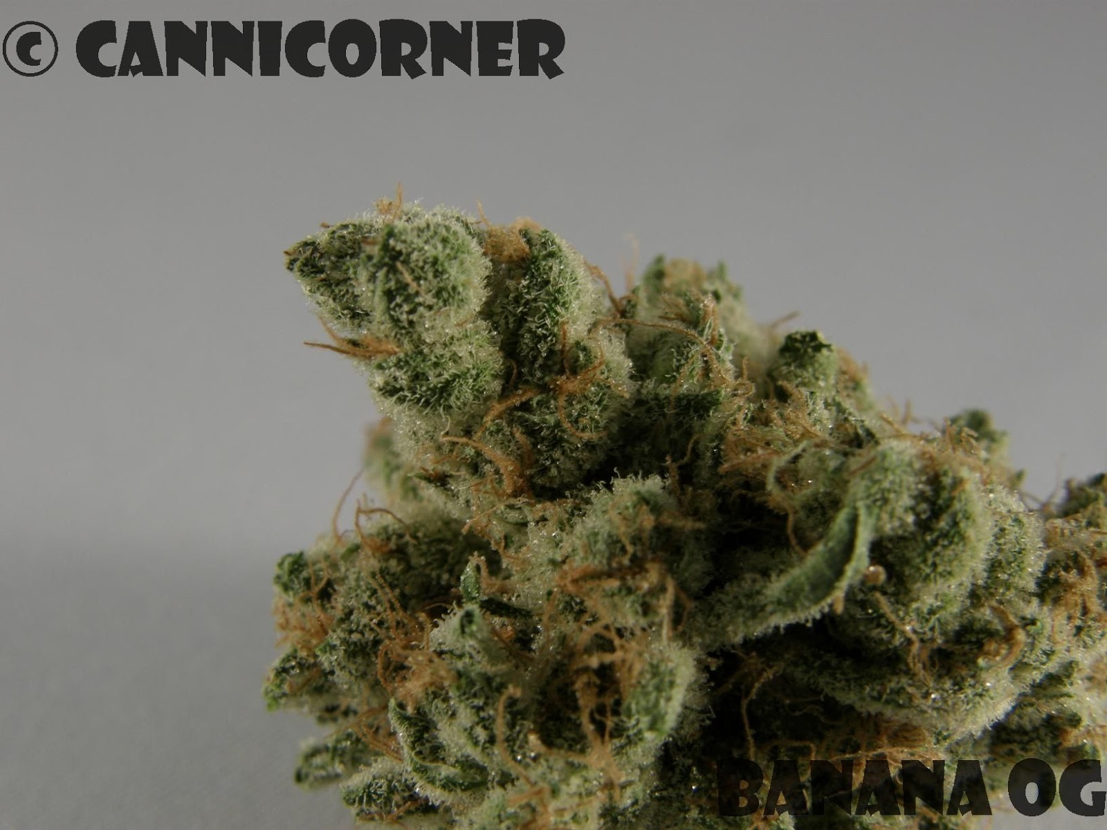 CanniCorner Banana OG (Banana Kush x OG Kush)