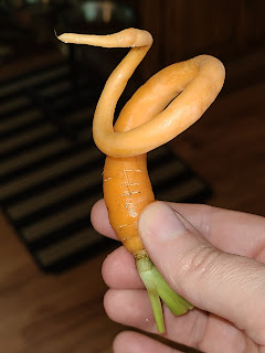 A carrot wound into a spiral from growing close to another.