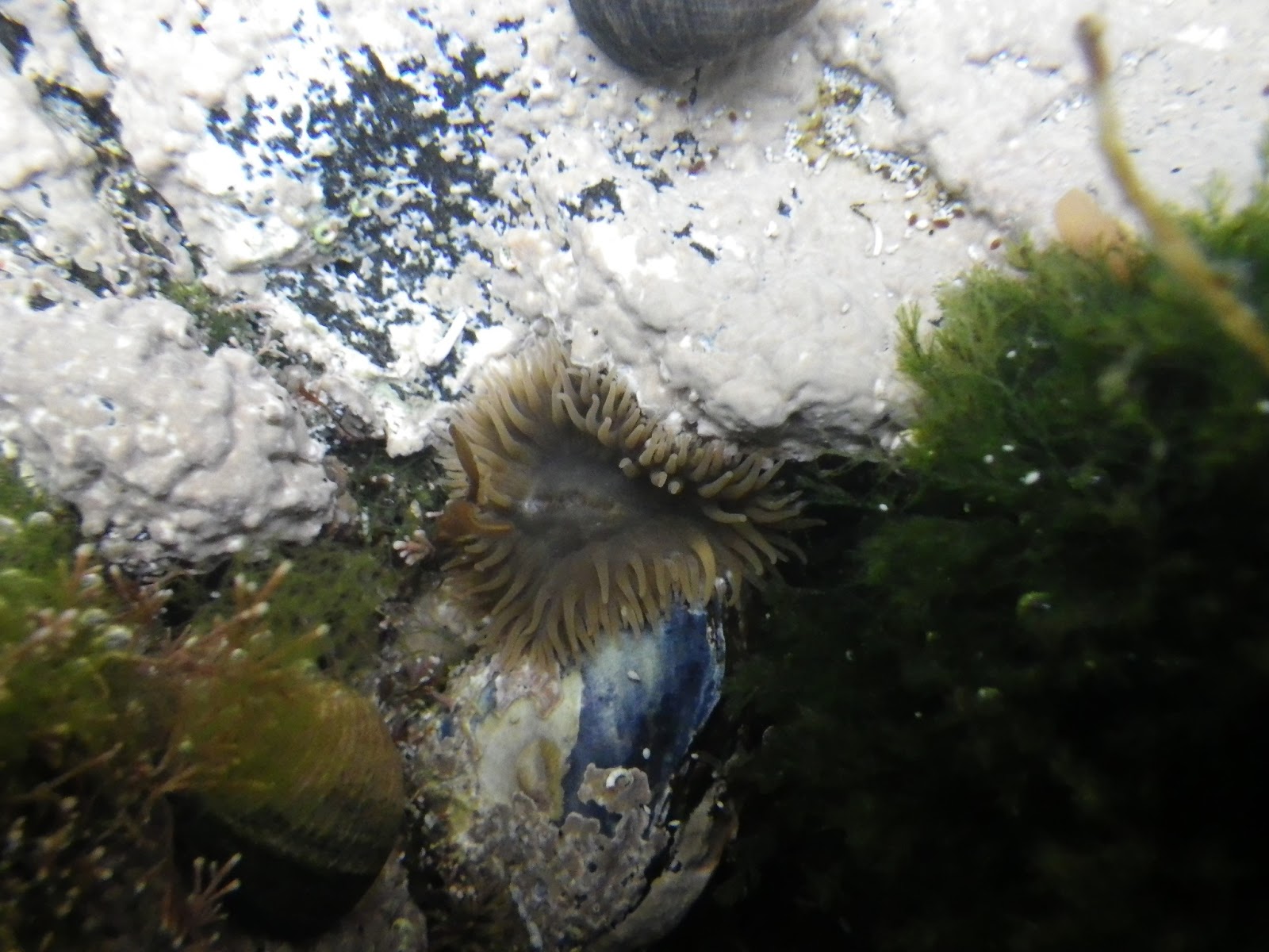Rock Pooling: Rock Pooling destination: Mallaig, Scotland May 2013