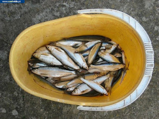 Rio Caia (Baldio), Zonas de Pesca de Castelo de Vide / Portalegre (Alto Alentejo), Portugal (Fish / Pesca)