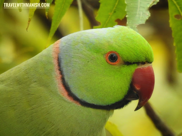 Rose Ringed Parakeet