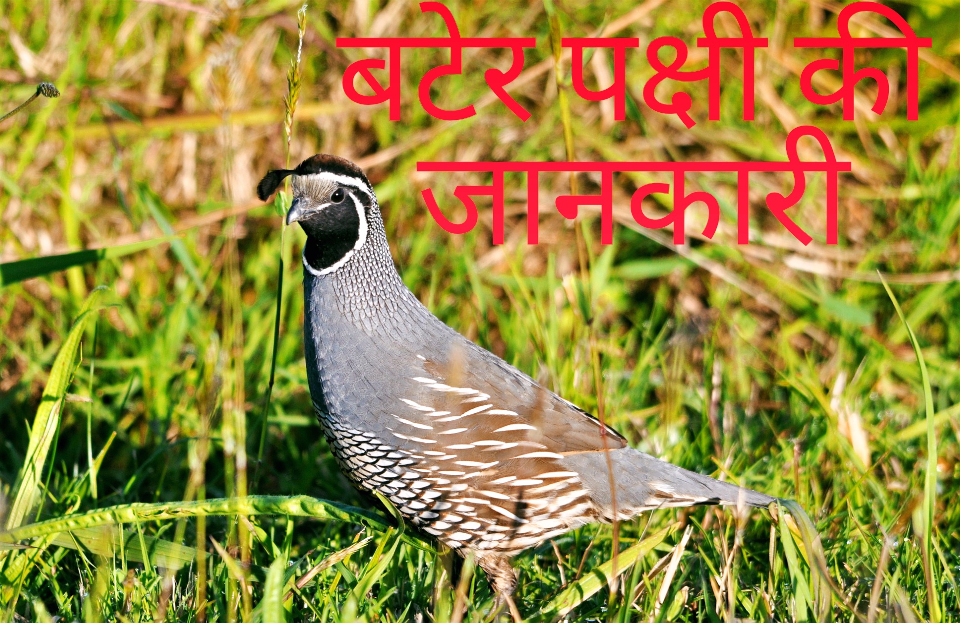 quail essay in hindi