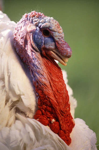 ¿Sabías que los pavos tienen una visión de 270 grados y muy buen oído?